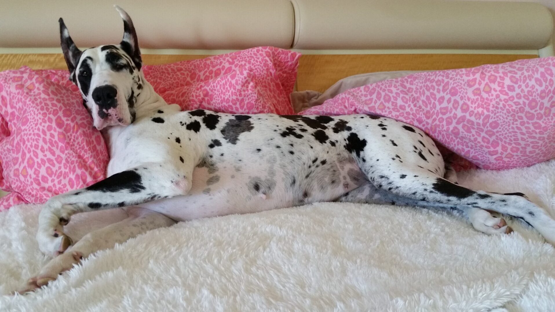 A dalmatian dog laying on top of a bed.