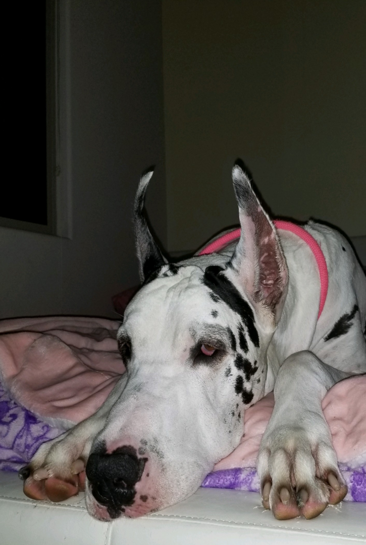 A dog laying on top of a bed.