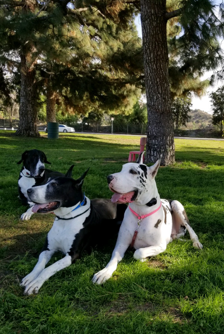 Two dogs sitting in the grass near a tree.