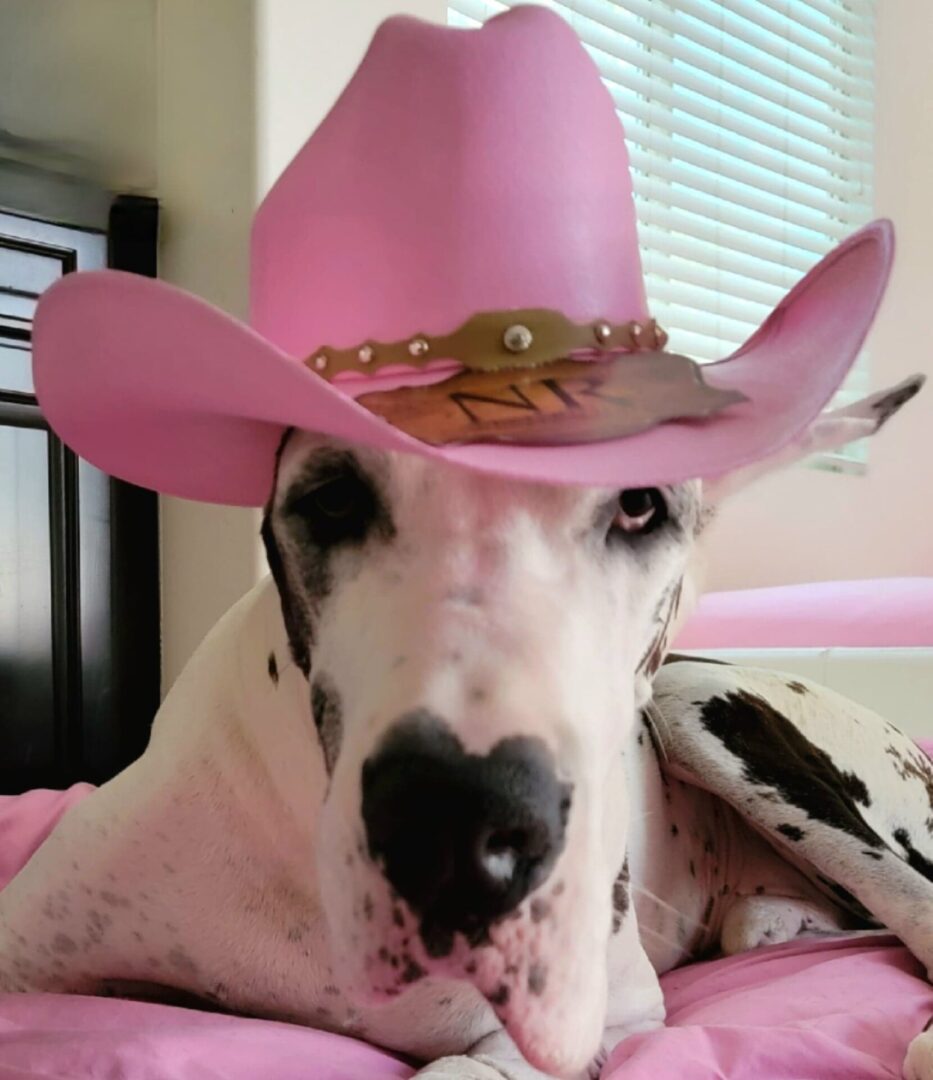 A dog with a pink cowboy hat on.