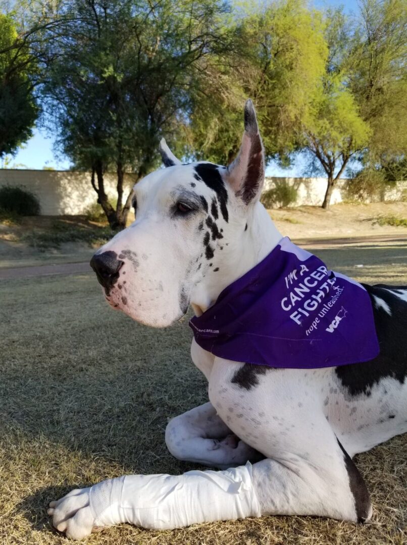 A dog with a purple bandana sitting in the grass.
