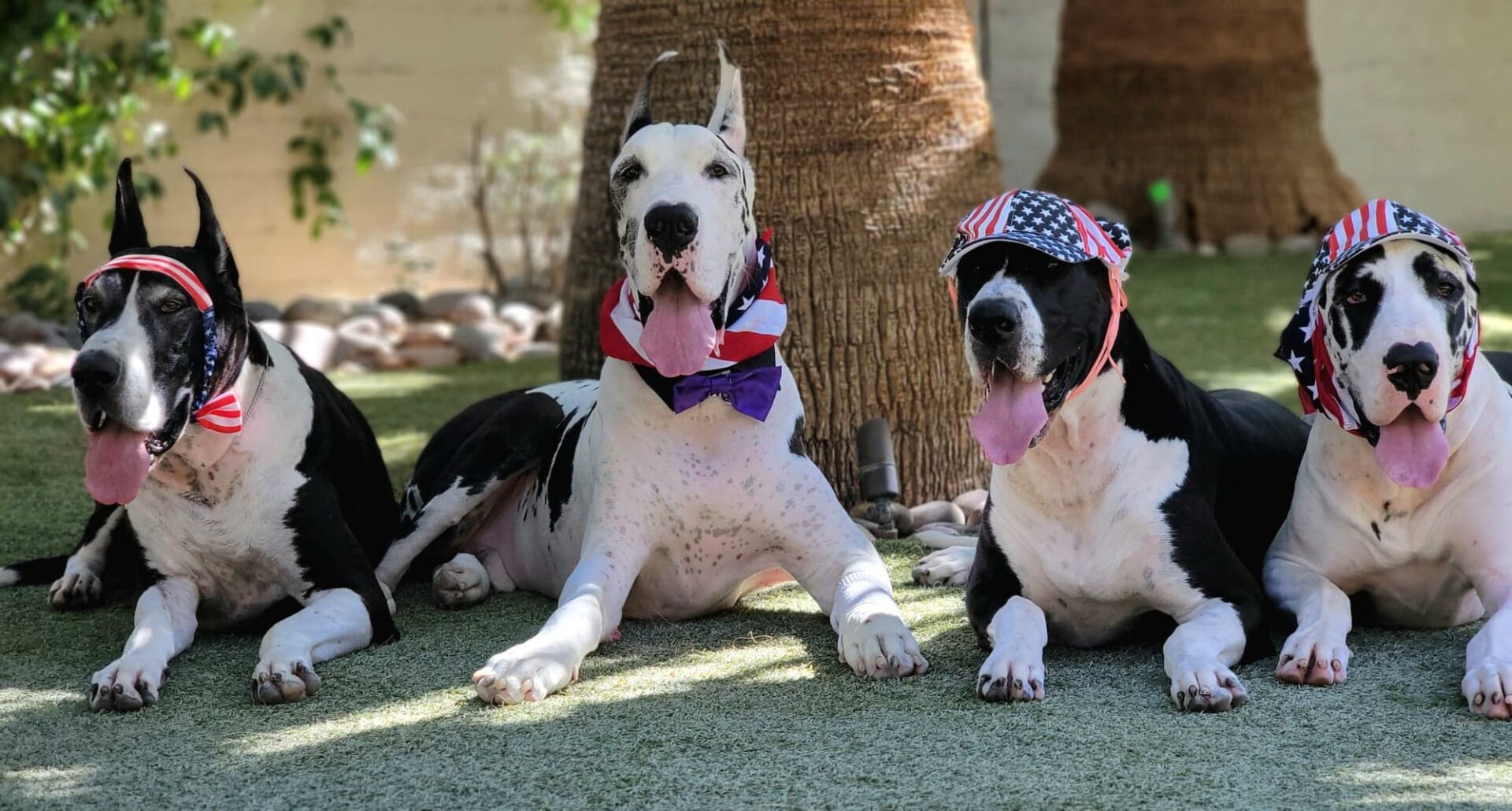 Two dogs sitting on the grass wearing bandanas.