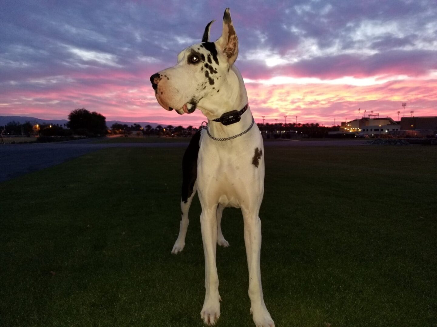 A dog standing in the grass at sunset.