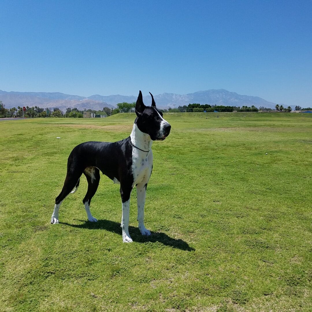 A black and white dog standing in the grass.