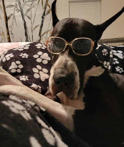 A dog wearing sunglasses laying on top of a bed.