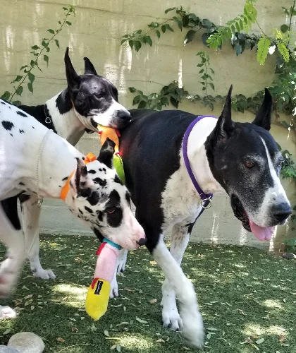 Three dogs are playing with a toy in the grass.