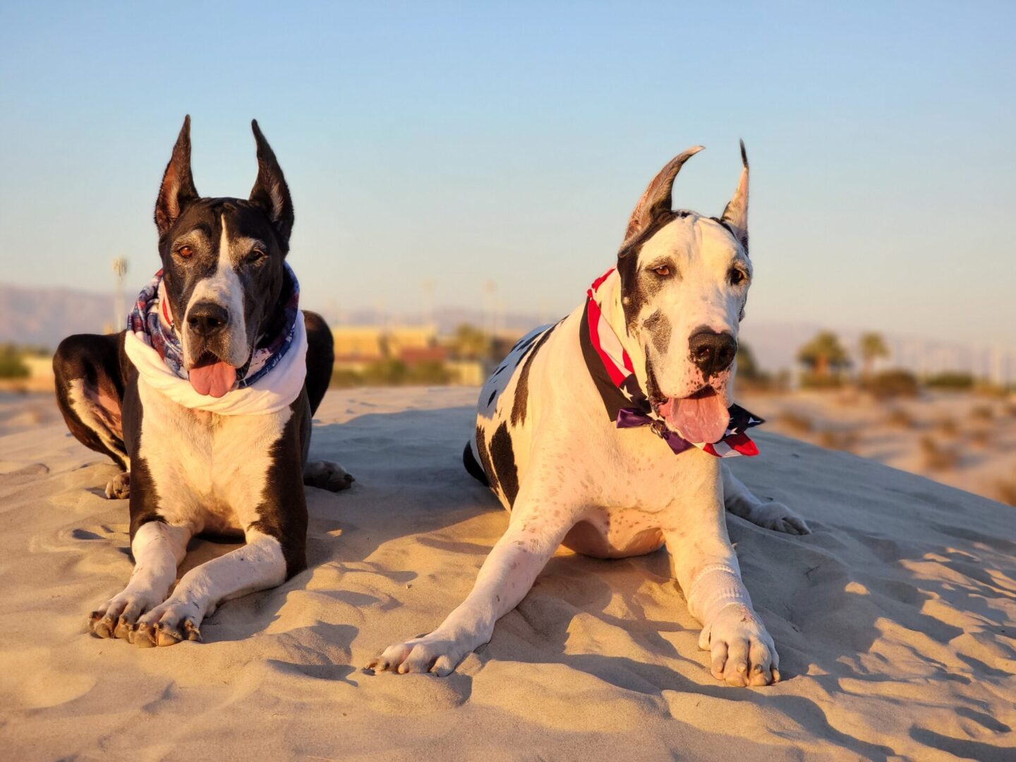 Two dogs sitting on the beach in sand.