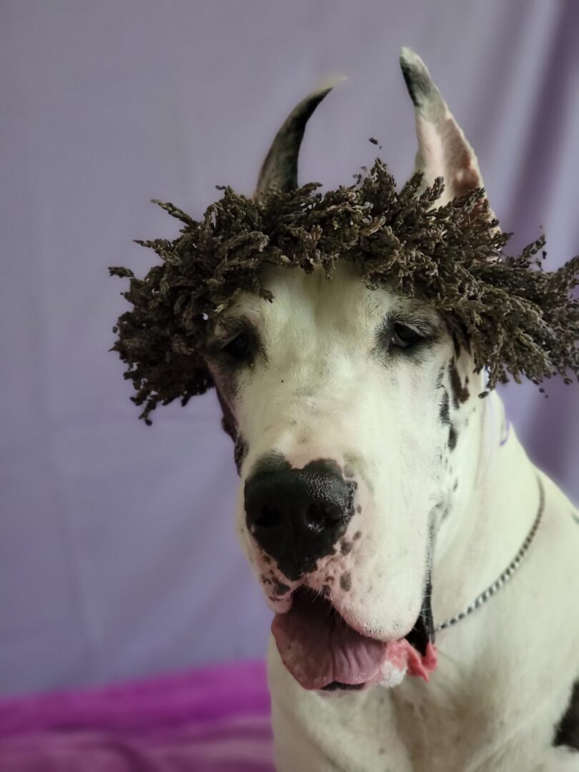 A dog with a wreath of hair on its head.
