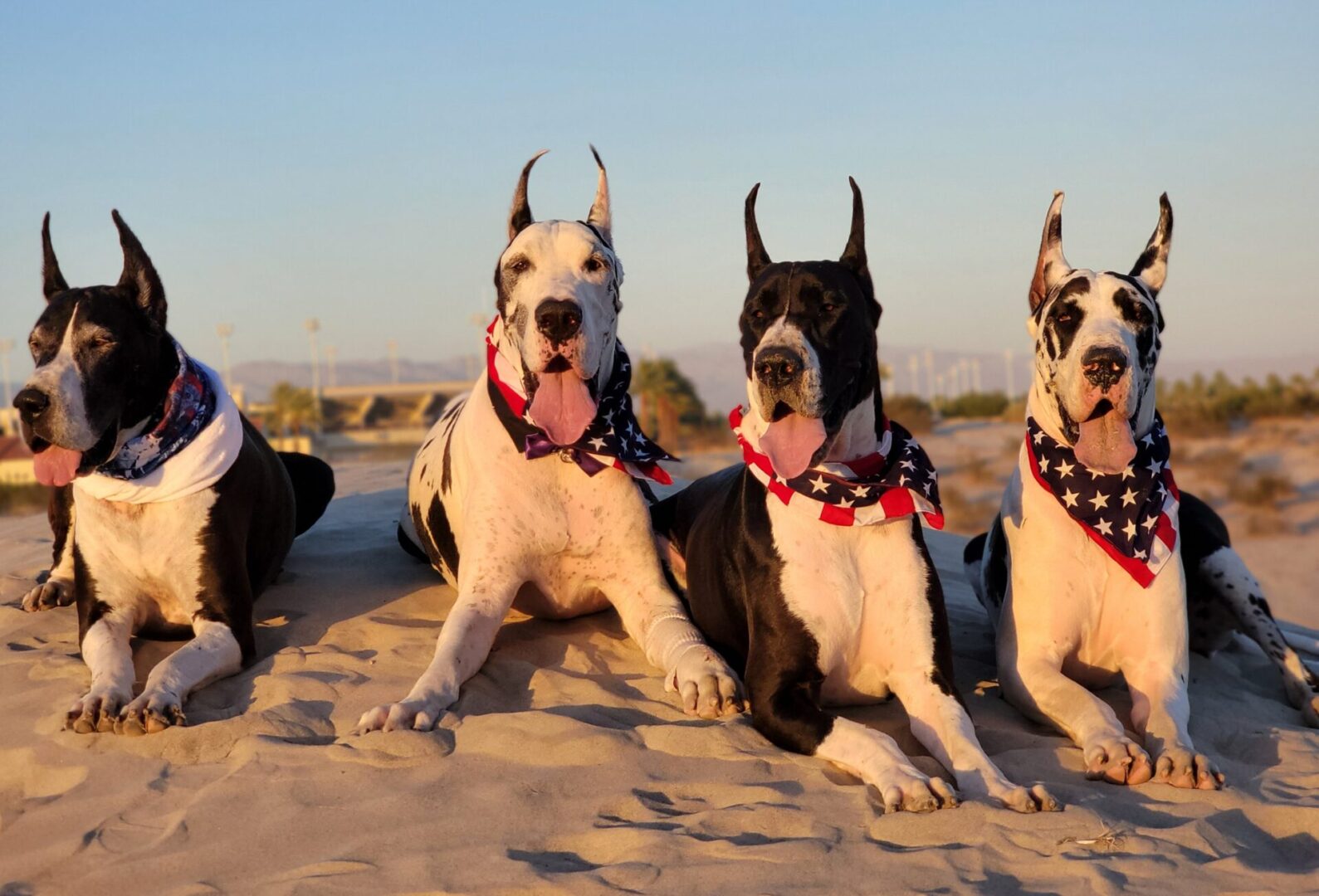 Four dogs sitting on the beach wearing bandanas.