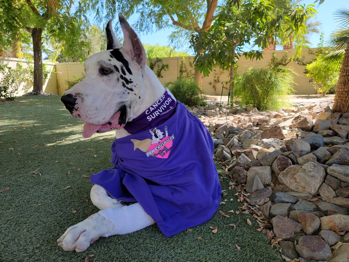 A dog sitting on the ground wearing a purple shirt.