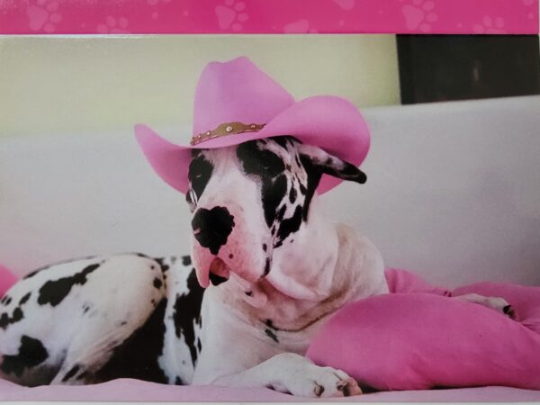 A dog with a pink hat on laying down.