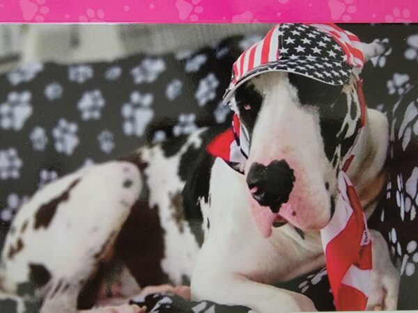A dog wearing a patriotic hat and bandana.